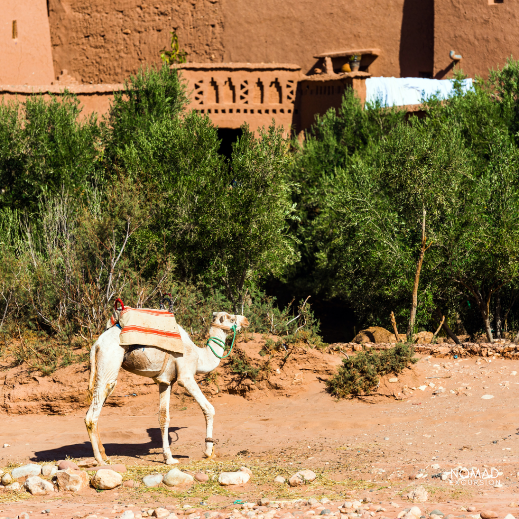 Camel Trekking Aït Benhaddou